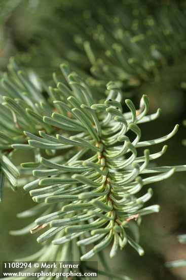 Shasta Red Fir foliage detail
