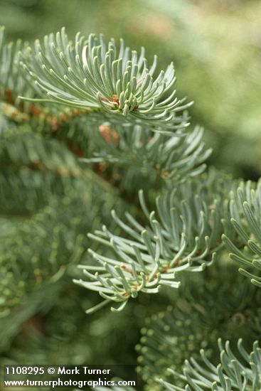 Shasta Red Fir foliage