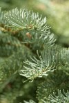 Shasta Red Fir foliage