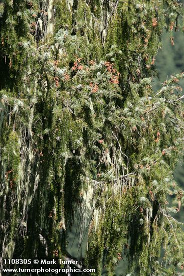 Brewer Spruce boughs