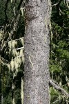 Brewer Spruce trunk