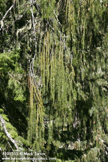 Brewer Spruce boughs