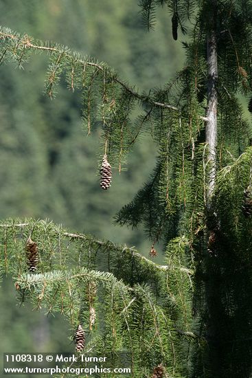 Brewer Spruce cones among foliage