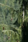 Brewer Spruce cones among foliage