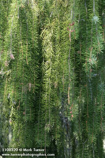 Brewer Spruce weeping foliage