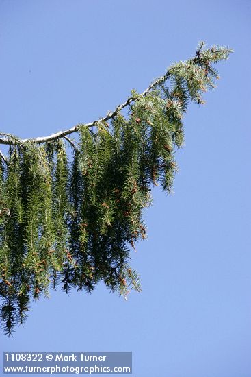 Brewer Spruce weeping foliage against blue sky
