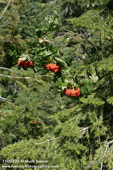 Cascade mountain ash fruit among foliage