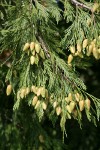 Incense-cedar Cones among foliage