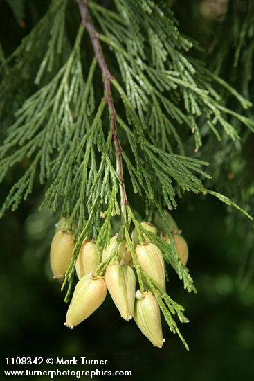 Incense-cedar Cones & foliage