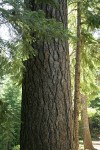 Sugar Pine trunk