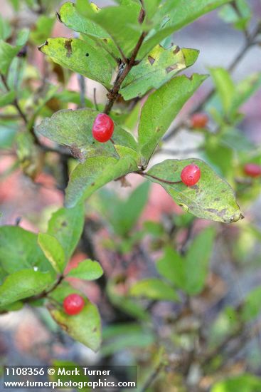 Purple-flowered Honeysuckle fruit & foliage
