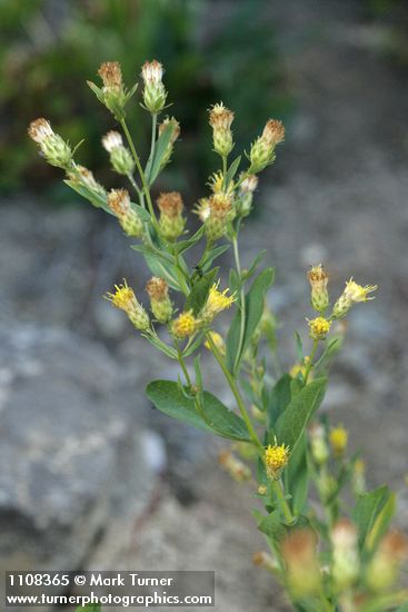 Greene Brickellbush blossoms & foliage
