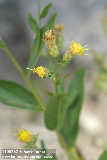 Greene Brickellbush blossoms