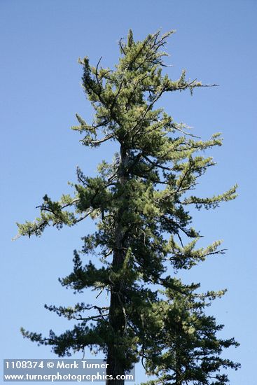 Sugar Pine crown