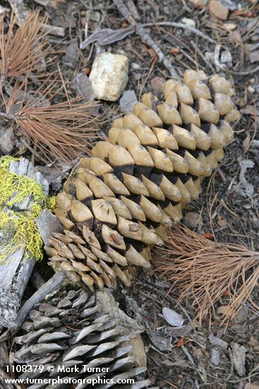 Sugar Pine fallen cone