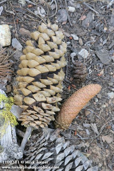 Sugar Pine fallen mature & fresh cones