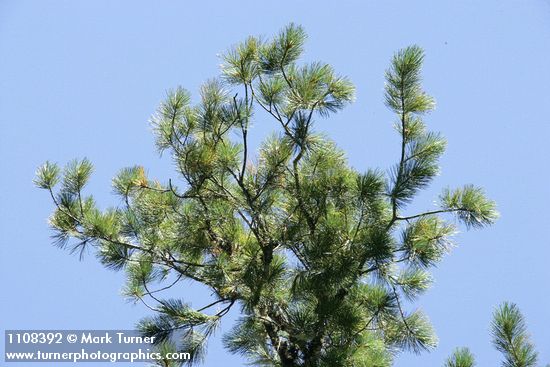 Sugar Pine foliage against blue sky