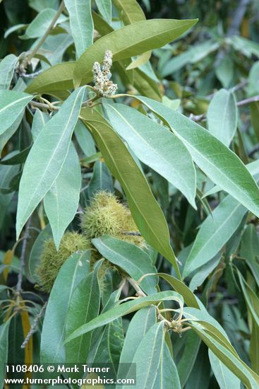 Golden Chinquapin burs among foliage