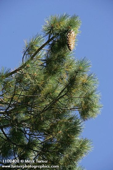 Sugar Pine foliage & cone against blue sky