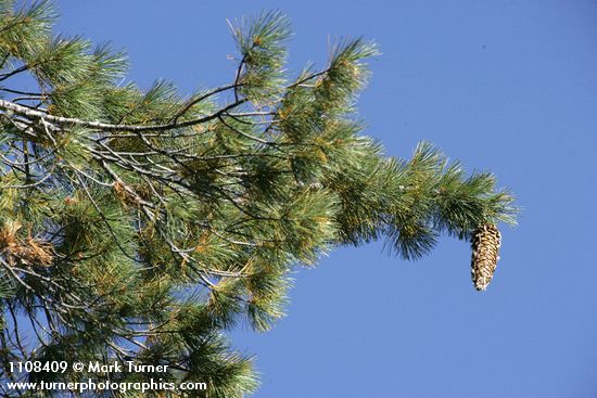Sugar Pine foliage & cone against blue sky