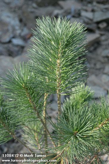 Sugar Pine sapling foliage