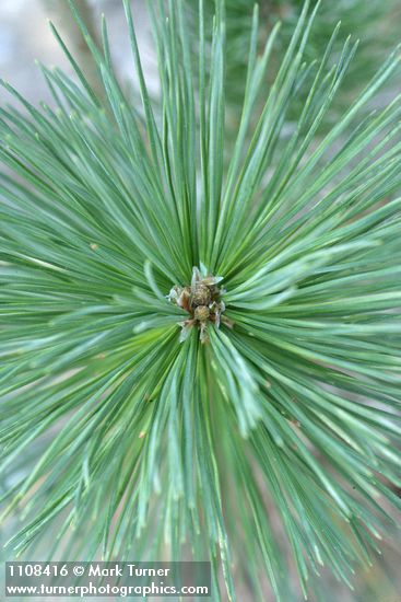 Sugar Pine foliage detail