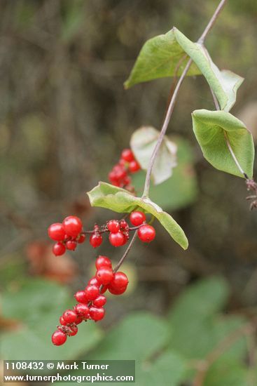 Orange Honeysuckle fruit & foliage