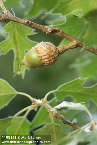 California black oak acorn among foliage