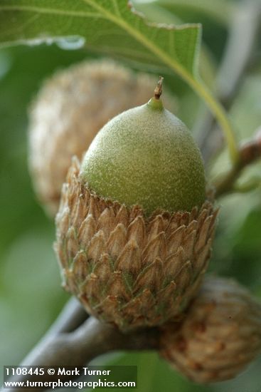 California black oak acorn