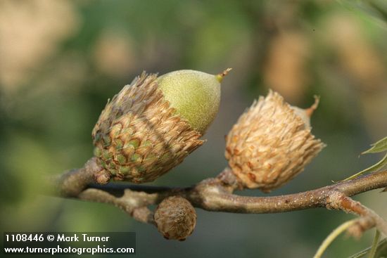 California black oak acorns