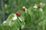 Pacific Dogwood fruit among foliage