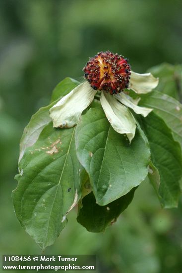 Pacific Dogwood fruit among foliage