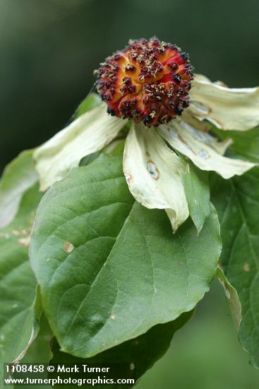 Pacific Dogwood fruit among foliage