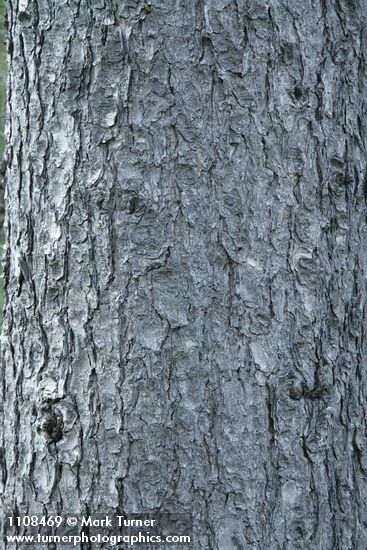 Knobcone Pine bark