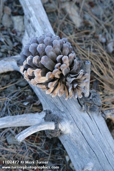 Knobcone Pine cone still attached to fallen trunk