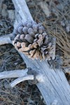 Knobcone Pine cone still attached to fallen trunk