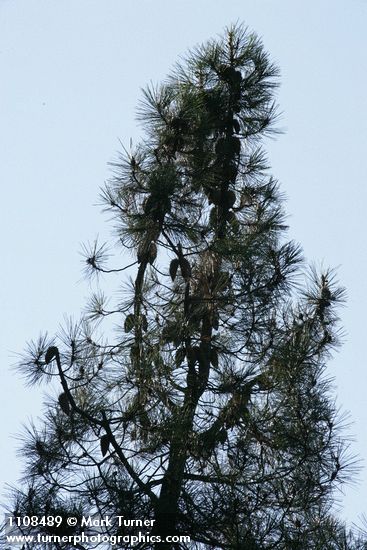 Knobcone Pine crown w/ cones attached to trunk