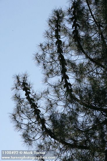 Knobcone Pine crown w/ cones attached to branches