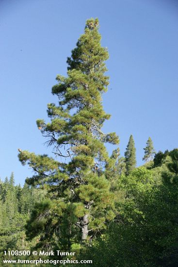 Knobcone Pine against blue sky