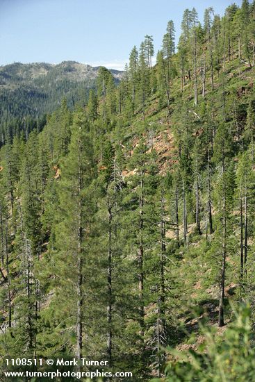 Knobcone Pines on hillside