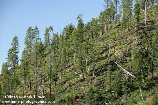 Knobcone Pines on hillside