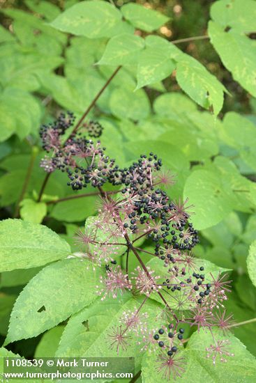 California Spikenard fruit & foliage