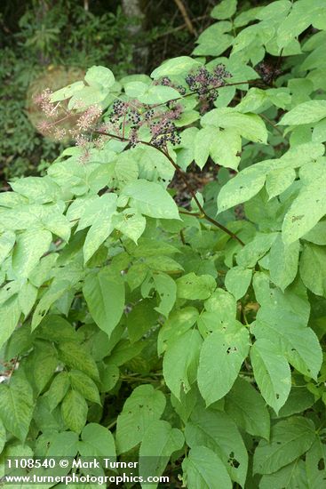 California Spikenard fruit & foliage