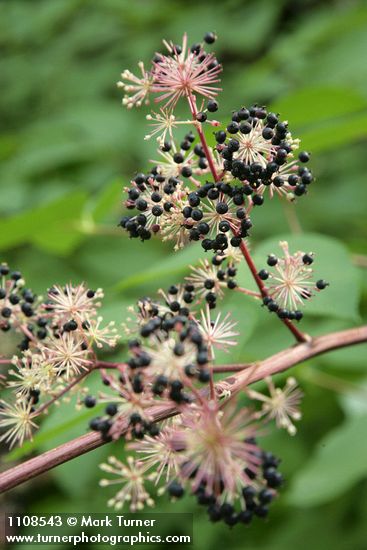 California Spikenard fruit