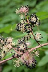 California Spikenard fruit