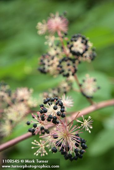 California Spikenard fruit