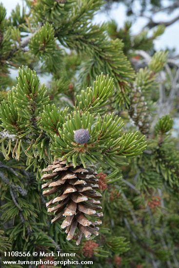 Foxtail Pine foliage & cone