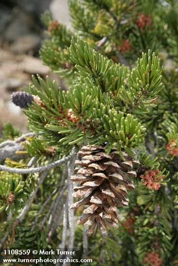 Foxtail Pine foliage & cone