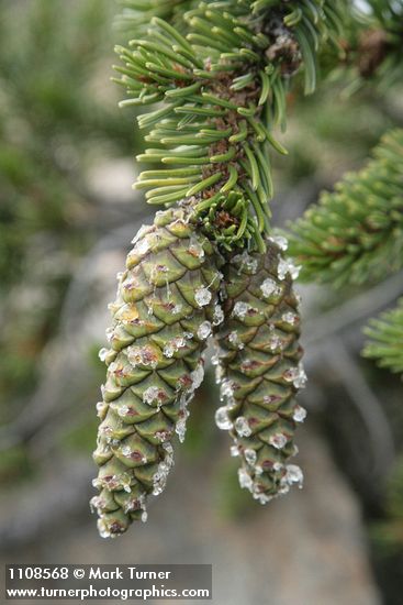 Foxtail Pine foliage & immature cones