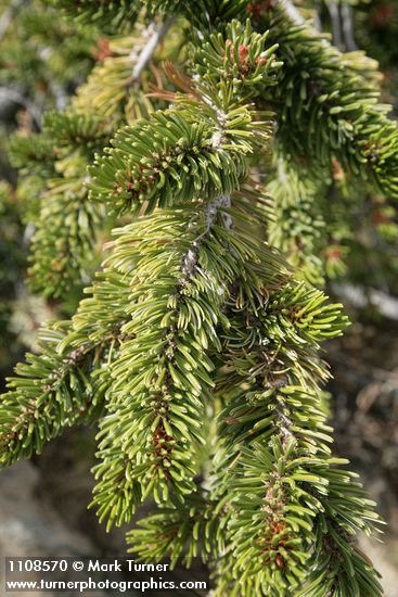 Foxtail Pine foliage
